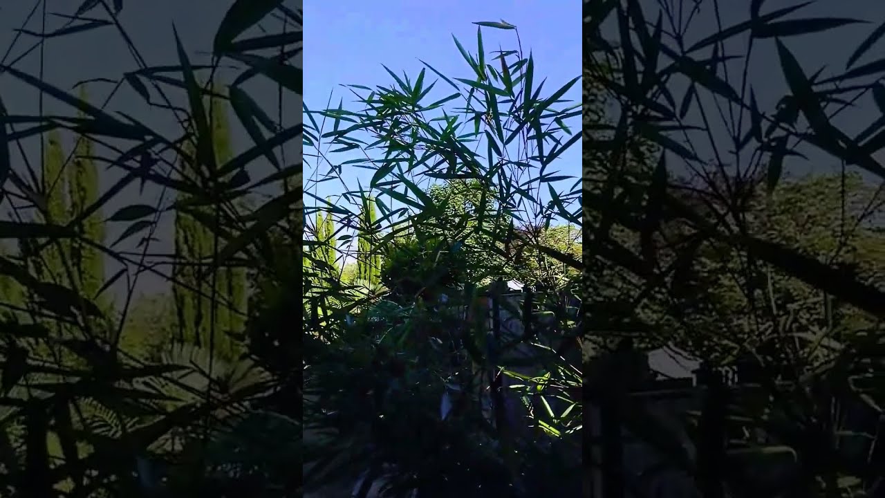 Behind the bamboo curtain in our exotic tropical look garden 🌴
