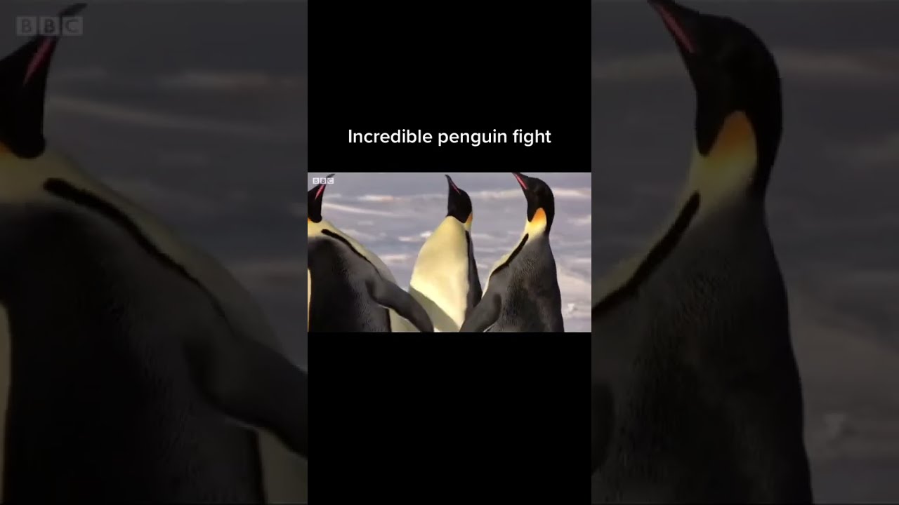 Incredible penguin fight 🐧👊