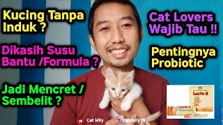 Pentingnya Probiotic Untuk Kucing Tanpa Indukan