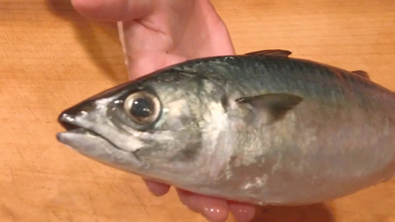 《鯖(長さ四十㎝、重さ七百gm、胴回り二十五㎝)で〆鯖を作る》・・・・大和の　和の料理《〆鯖（リハビリ編)》