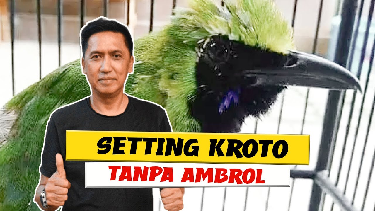 [CI JABRIK] cucak ijo settingan grontol KROTO tanpa ambrol kroto buat cucak ijo By HoBi ID