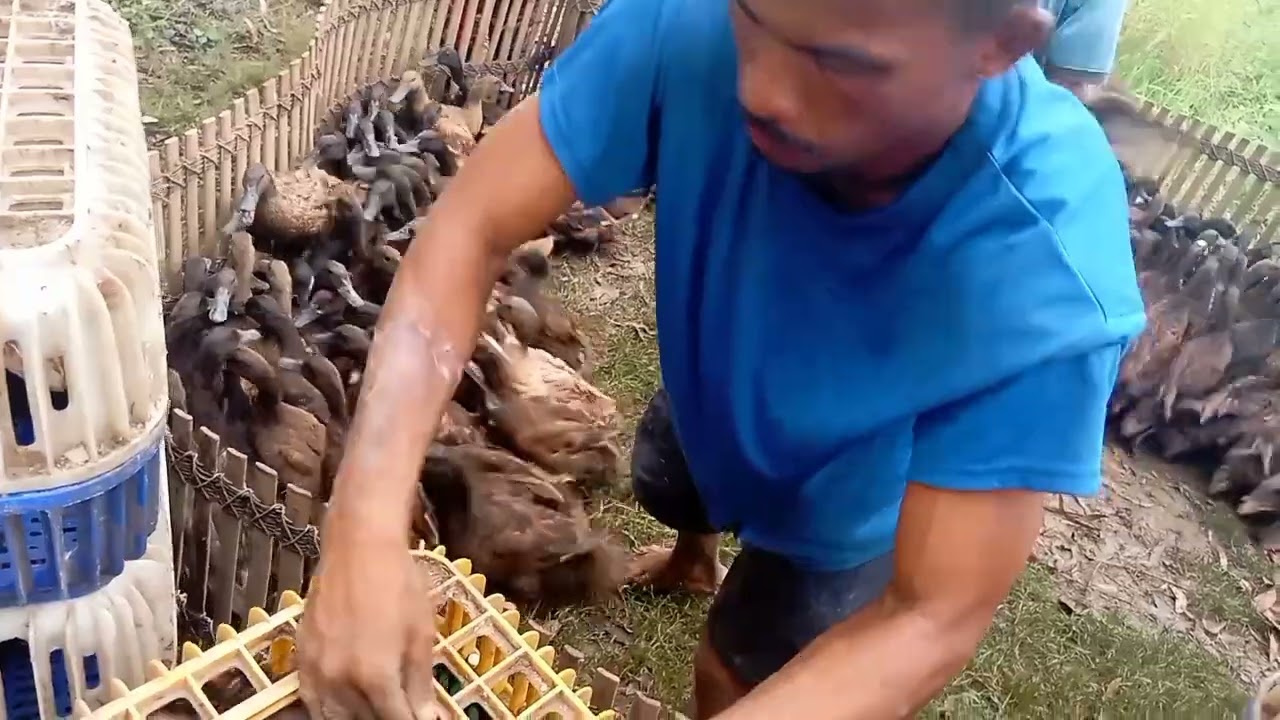 วิธีจับเป็ดสาวพร้อมไข่ส่งลูกค้า