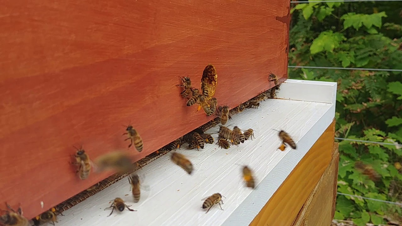 Hauling pollen - at the Parry Sound and Area Community Apiary
