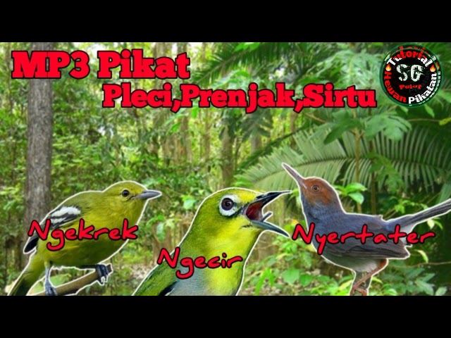 Suara Pikat Burung Pleci Ngecir,Prenjak Nyertater,Sirtu Ngekrek class=