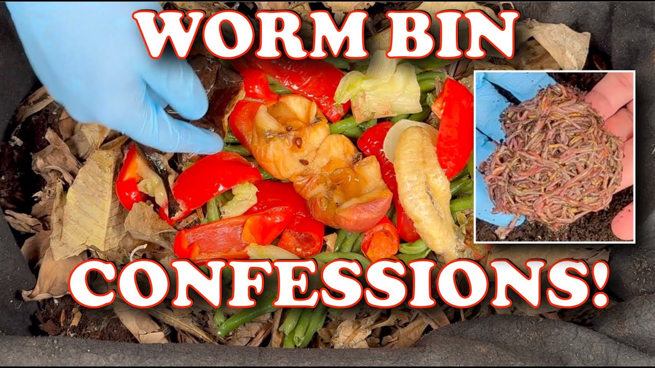 Worm Bin Confessions 🪱 | 45 Days Later + My Outdoor Feeding Secrets!