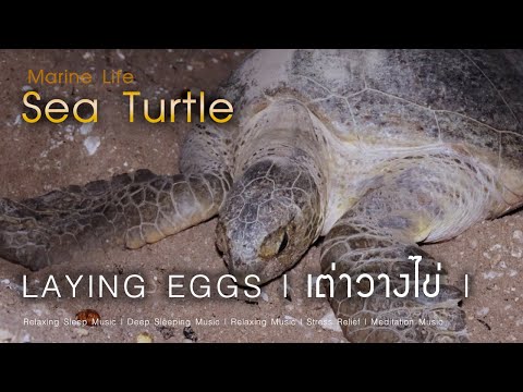 Sea Turtle laying eggs | เต่าวางไข่ |