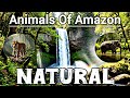 அமேசான் மலைக்காட்டில் மறைந்திருக்கும் விலங்குகள் 😱#AmazonForest#AnimalsOfAmazon 