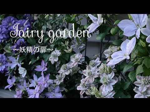 Clematis Special Feature / Clematis and Roses that can be enjoyed