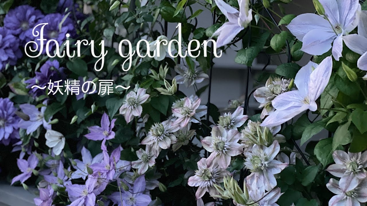 Clematis Special Feature / Clematis and Roses that can be enjoyed