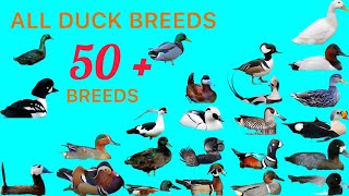 All Duck Breeds A to Z | 50 Duck Breeds | All Duck Species | Types of Ducks | All Types of Duck