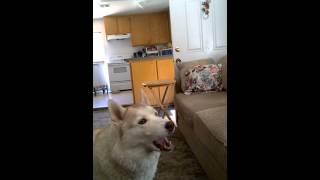 Siberian Husky Vocalizing - howling & talking to her brother in her own way