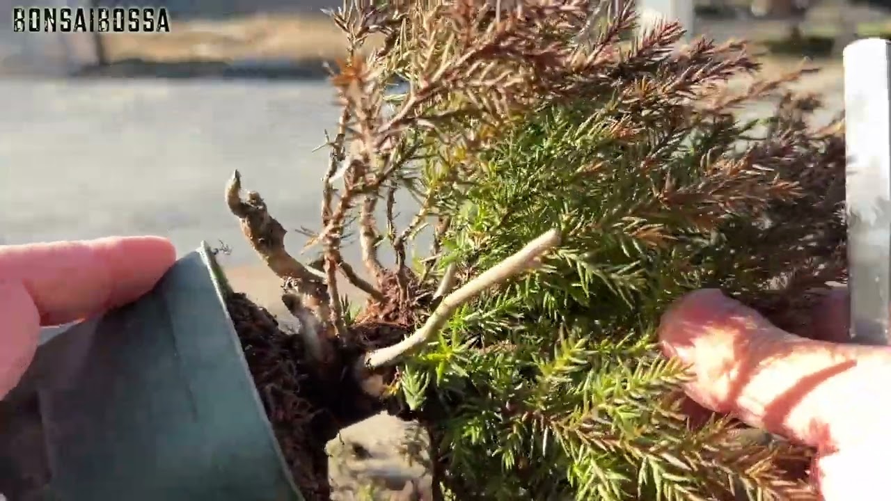 【SNP】杉葉まみれだけど、このままじゃいかん #盆栽 #bonsai