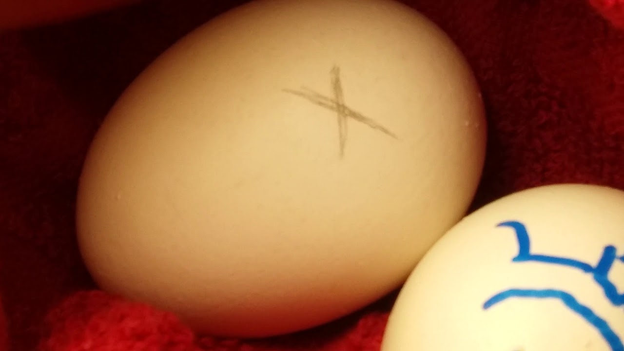 Day 1 Hatching an egg from the grocery store! YouTube