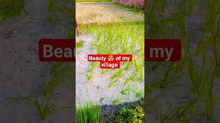 dhaan ke bij ki ropai#nature #agriculture #naturelovers