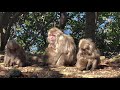 Japanese Monkeys Oceanside Salon!