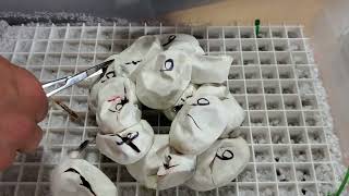 Celebrity CARPET PYTHON CUTTING! CLUTCH #6! I was gone, so CURT had to do the honors! Net Worth