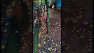 96 MOVIE SONG😁  (kollulelum kollam ennu parayane )