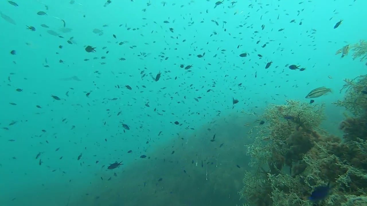 НЕВЕРОЯТНАЯ КРАСОТА. Я НЕ УДЕРЖАЛСЯ И ВЫЛОЖИЛ ЭТО ВИДЕО. ДАЙВИНГ В ОРДЖОНИКИДЗЕ ПРЕКРАСЕН