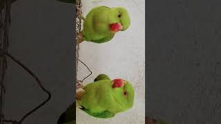 magic parrot 🦜 #birds #talkingparot #parrot #cute 🦜