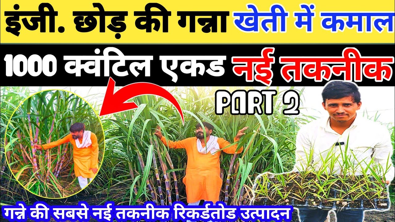 इंजी छोड़ गन्ना की खेती।गन्ने की 35 नई किस्म और नई तकनीक से की खेती। एक एकड़ से तीन गुणा उत्पादन