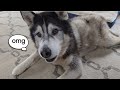 Husky Gets His Very Own Little Surprise