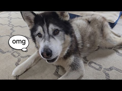 Husky Gets His Very Own Little Surprise