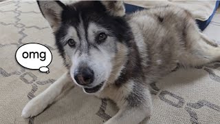 Husky Gets His Very Own Little Surprise