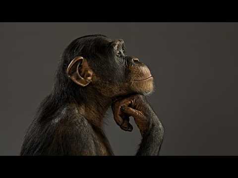 Lost Media: Discord Thinking Monkey Game