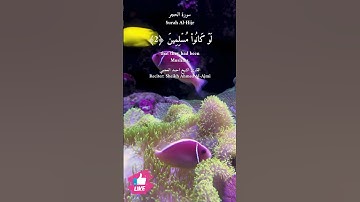 ربما يود الذين كفروا لو كانوا مسلمين | سورة الحجر #دعاء_ورسالة Surah Al-Hijr