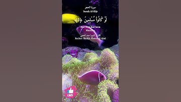 ربما يود الذين كفروا لو كانوا مسلمين | سورة الحجر #دعاء_ورسالة Surah Al-Hijr
