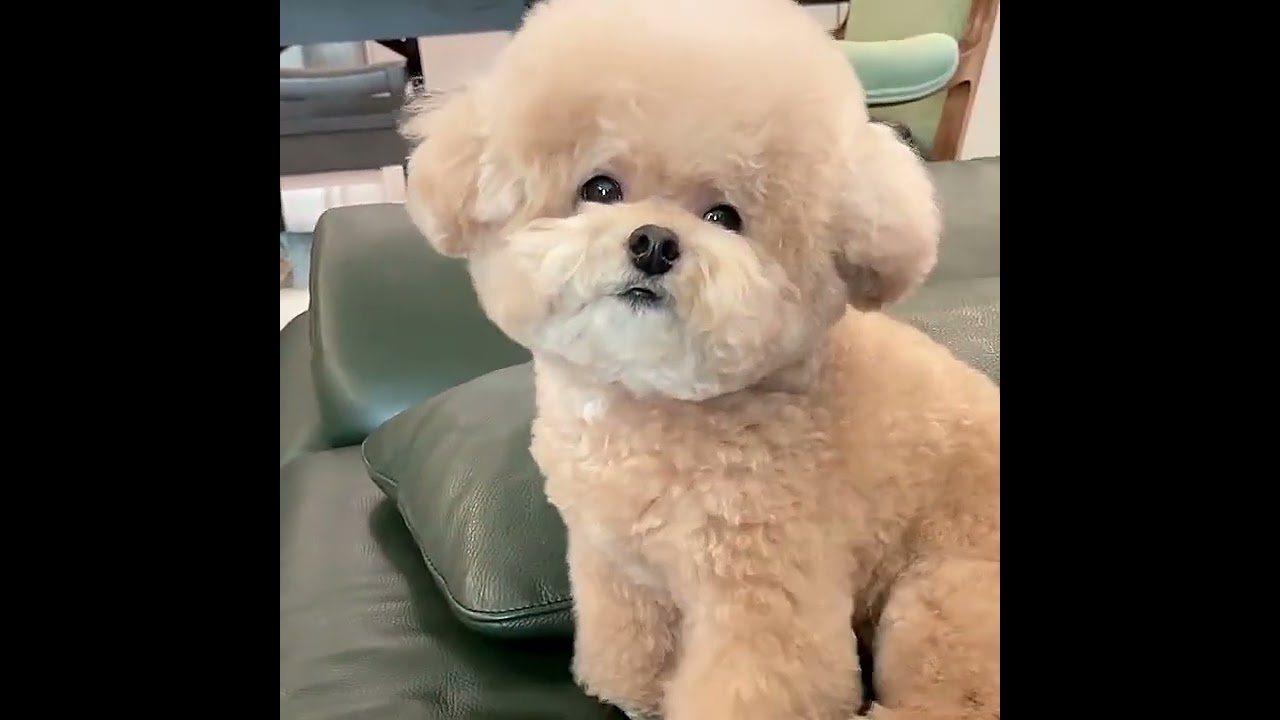 Smart Sofa Living with 말숙이 🛋️ Boost Comfort and Style! 