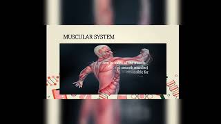 synthesis about how body systems work and its relationship to human movement