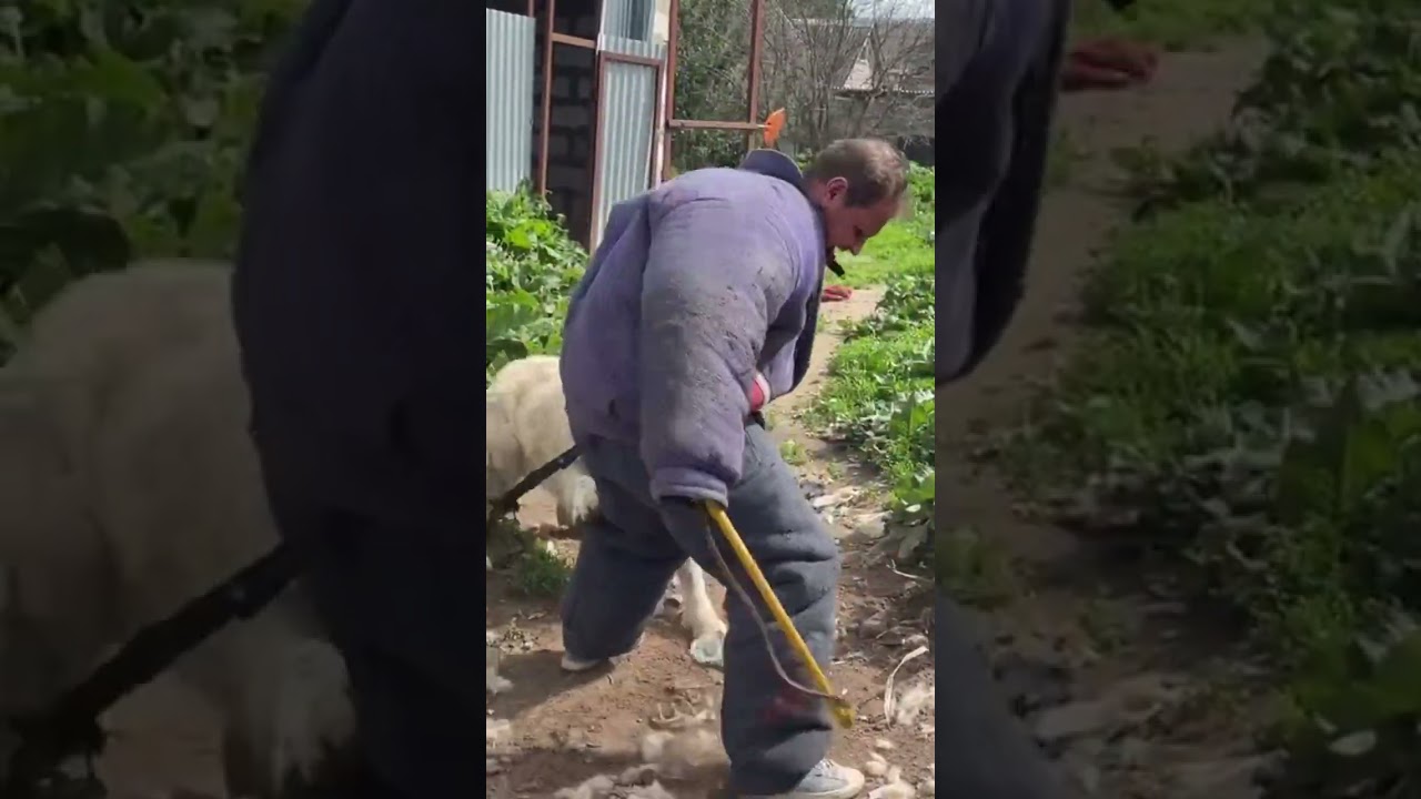 Как реально охраняет территорию Алабай. Ганик. 