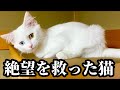 母と姉を亡くした日、絶望の淵で私を救った猫の行動