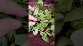 Download Lagu reqla #shrots MP3