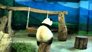 頑皮圓仔愛玩竹靶. 連三摔 .屏媽好心疼 -20150617