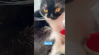 Say hi #cat #cats #cute #funny #pets #кот #viral #animals #aww #shortvideo