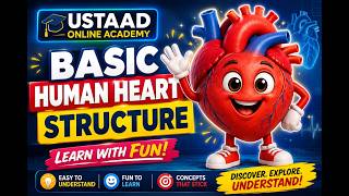 Información Heart Anatomy | Basic Anatomical Structure of the Human Heart | Biology & Anatomy Lecture Noticias