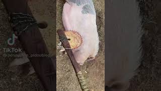 Little pig enjoying with the massage