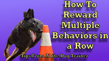 How To Reward Multiple Behaviors In A Row! - Tips From Al the Dog Trainer