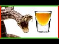 Can You Drink Snake Venom?