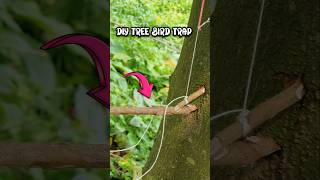 টুনটুনি🐤পাখি ধরার Easy Technique👌#trending #birds #shorts #trap #ytshorts #viralvideo #shortvideo