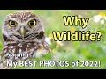 Why I Photograph Wildlife And My Best Photos Of 2022