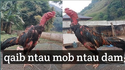 ib tus lau qaib ncaws phem heev