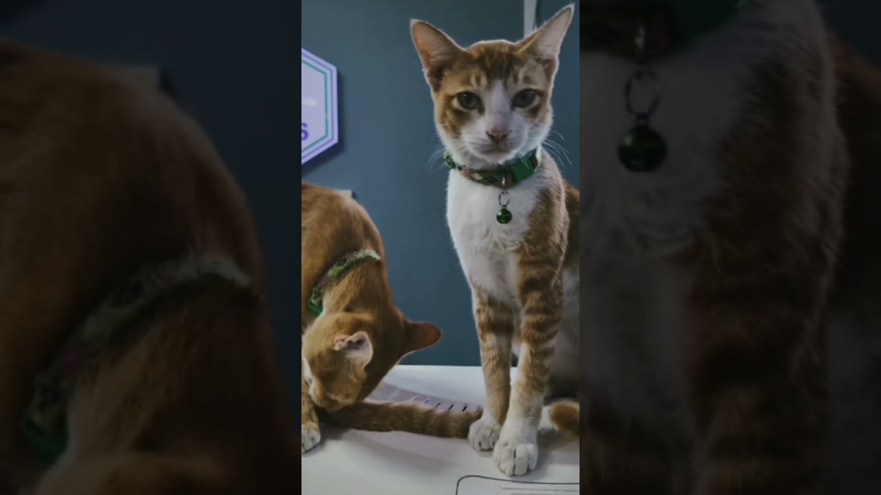 Kitty are the cutest in the world. 