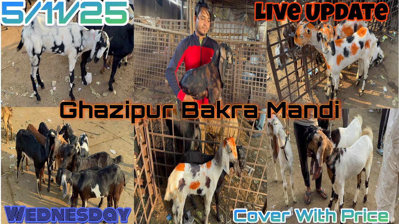 Ghazipur Bakra Mandi Live Update 5/11/2025 DELHI 