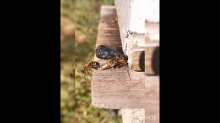 Happy Bees chatting and cleaning each other on our shungite - BeeFriendly