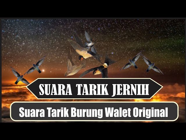 Suara Tarik burung Walet paling jernih (Lintasan) || free swiftlet call sound class=