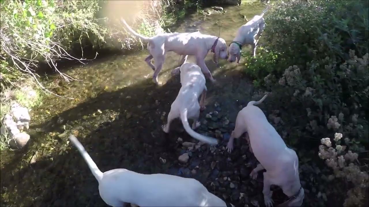 Rapproché sur sangliers avec les porcelaines del pais du cabardès dans l'AUDE