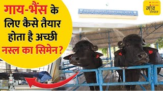 पहली बार LIVE देखिए अच्छी नस्ल के गाय-भैंस के लिए कैसे तैयार होता है सीमेन? Cow-Buffalo Semen